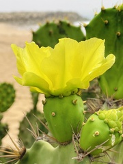 Opuntia