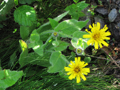 Hieracium amplexicaule