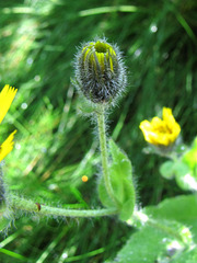 Hieracium amplexicaule