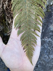 Polystichum