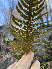 Polystichum