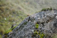 Upucerthia validirostris