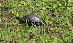 Kinosternon hirtipes murrayi