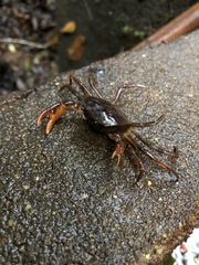 Trichodactylidae