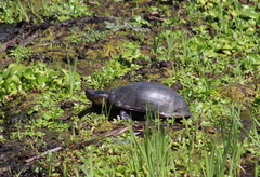 Kinosternon hirtipes murrayi