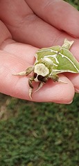 Aenetus moorei