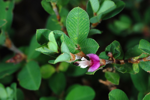 Kummerowia striata