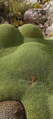 Azorella ruizii