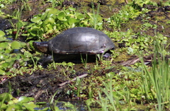 Kinosternon hirtipes murrayi