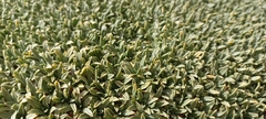 Azorella ruizii