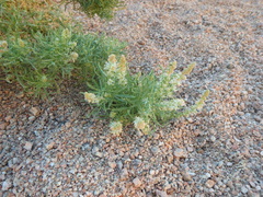 Reseda stenostachya
