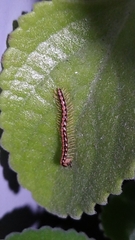 Helicorthomorpha holstii