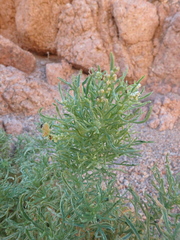 Reseda stenostachya