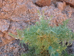 Reseda stenostachya