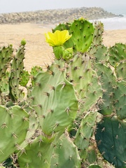 Opuntia