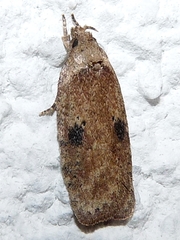 Agonopterix propinquella