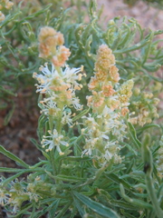 Reseda stenostachya