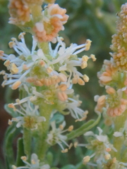 Reseda stenostachya