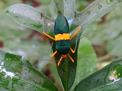 Paryphes
