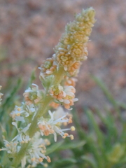 Reseda stenostachya