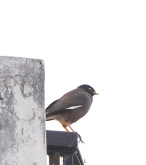 Acridotheres tristis