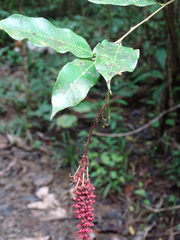 Mabea occidentalis