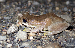 Litoria balatus