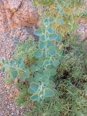 Pergularia tomentosa