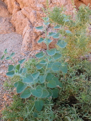 Pergularia tomentosa