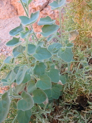 Pergularia tomentosa