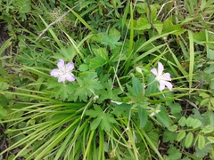 Geranium wlassovianum
