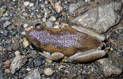 Litoria balatus