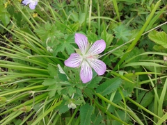 Geranium wlassovianum