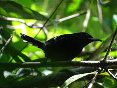 Microrhopias quixensis