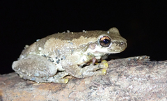 Litoria balatus