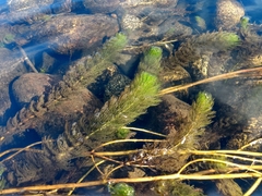 Myriophyllum quitense