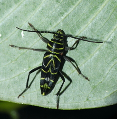 Megacyllene angulata