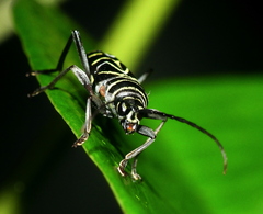 Megacyllene angulata