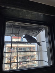 Corvus splendens