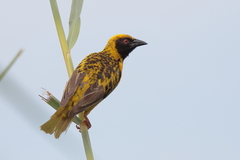 Ploceus cucullatus spilonotus