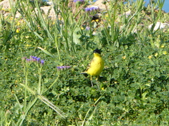 Motacilla flava feldegg
