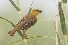 Ploceus cucullatus spilonotus