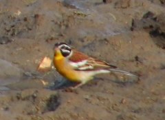 Emberiza flaviventris kalaharica