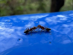 Crematogaster rogenhoferi