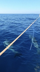 Stenella coeruleoalba