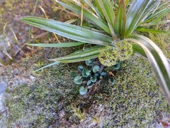 Diplaspis cordifolia