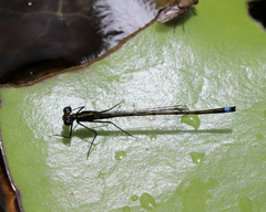 Austrocnemis splendida