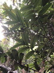 Diospyros blancoi