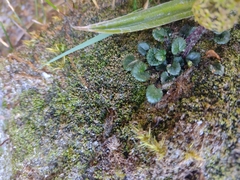 Diplaspis cordifolia