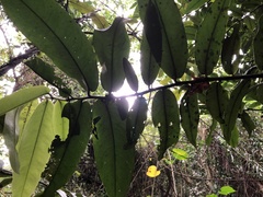 Diospyros blancoi